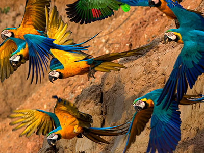 Trail Peru  Macaw Clay Lick  4 D