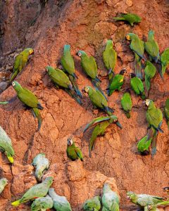 Amazon Adventure - Lake Sandoval 4 days