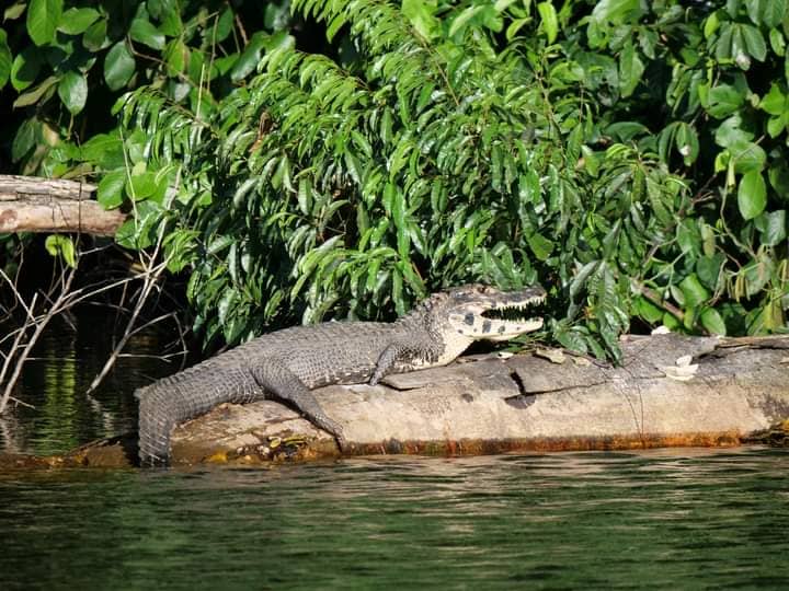 Rainforest  Wild Peru 4 days