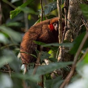 Amazon Adventure - Lake Sandoval 4 days