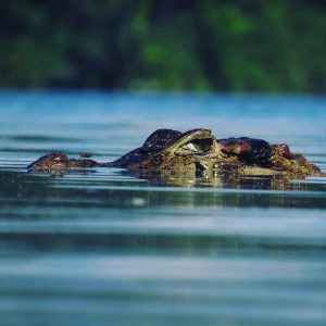 Manu National Park