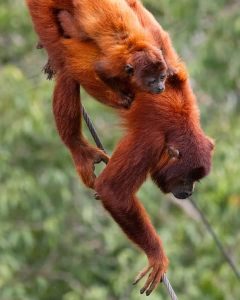 The Wildlife Peruvian Amazon 3 days