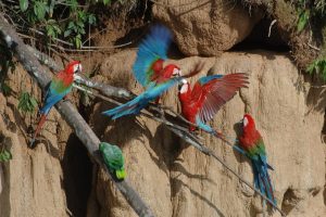 Visit the Peruvian Jungle 2 days
