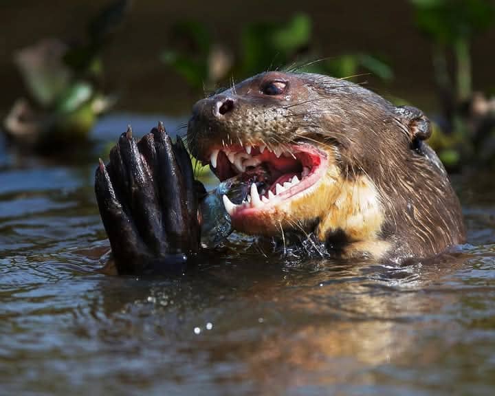Amazon Explorer Wildlife 4days