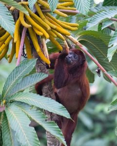 Amazon Explorer Wildlife