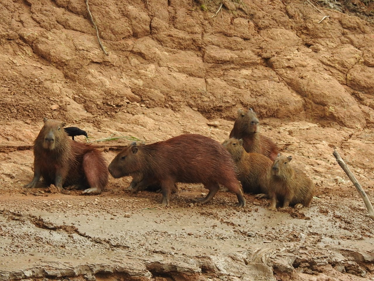 Visit the Peruvian Jungle 2 days
