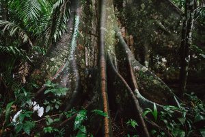 Visit the Peruvian Jungle 2 days