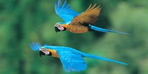 Visit the Peruvian Jungle 2 days