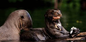 The Beautiful Wildlife Adventure