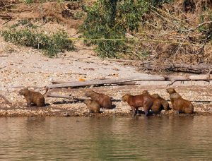 The Beautiful Wildlife Adventure