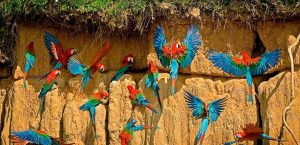 The Beautiful Wildlife Adventure