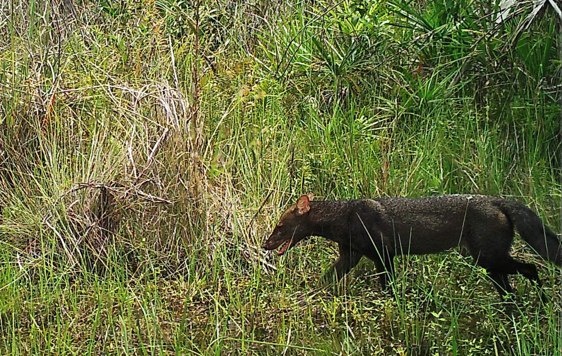 Rainforest Jungle  – Pampas  Heath 5 days