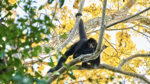 Visit the Peruvian Jungle 2 days