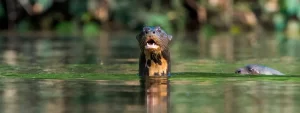 The Beautiful Wildlife Adventure 5 days