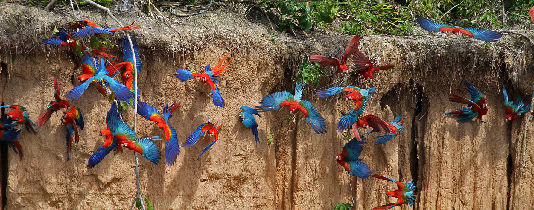 Tour Expedition  Macaw Clay Lick Full Day