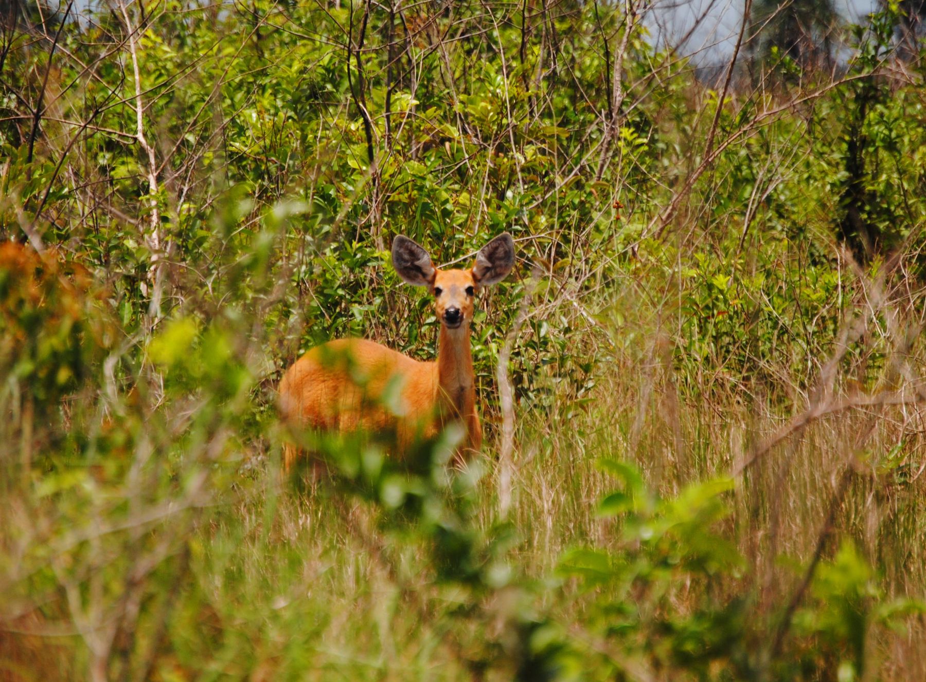 Tour Amazonas Heath River Widlife 6 days