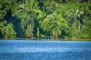 Visit the Peruvian Jungle 2 days
