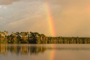 Visit the Peruvian Jungle 2 days