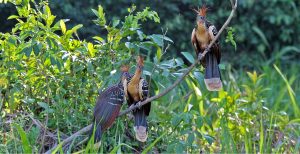 Visit the Peruvian Jungle 2 days