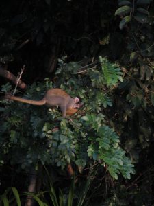 Visit the Peruvian Jungle 2 days