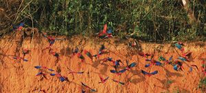 Visit the Peruvian Jungle 2 days