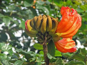 Visit the Peruvian Jungle 2 days