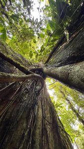 Visit the Peruvian Jungle 2 days