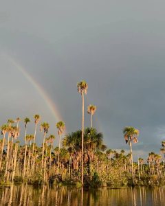 Visit the Peruvian Jungle 2 days
