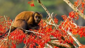 Visit the Peruvian Jungle 2 days