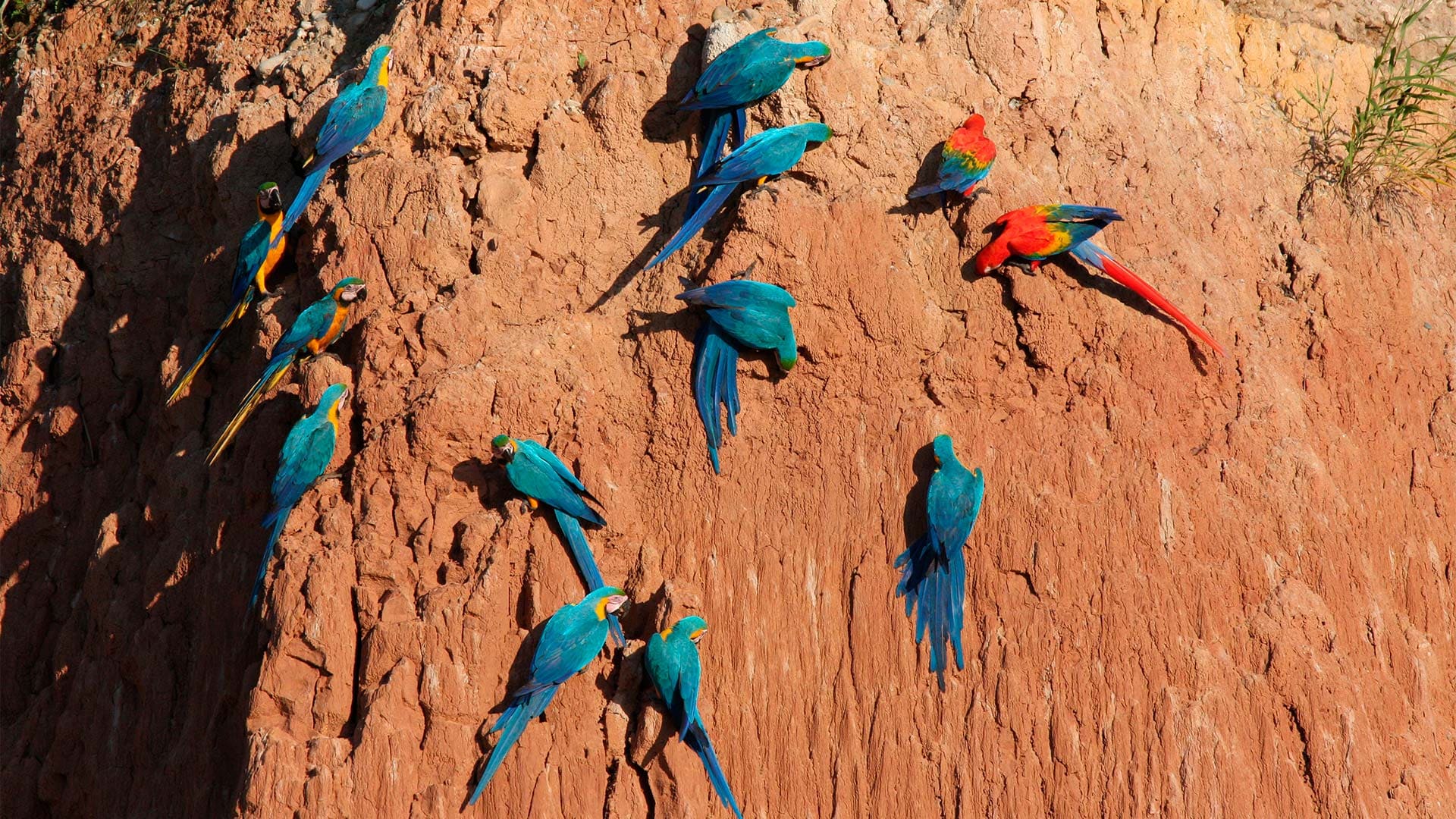 Trail Peru  Macaw Clay Lick  4 D