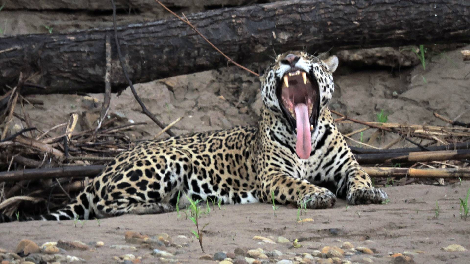 Clay Lick Amazon Tour 5 days