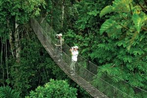 The Beautiful Wildlife Adventure