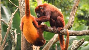 Visit the Peruvian Jungle 2 days