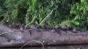 Visit the Peruvian Jungle 2 days
