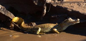 Visit the Peruvian Jungle 2 days