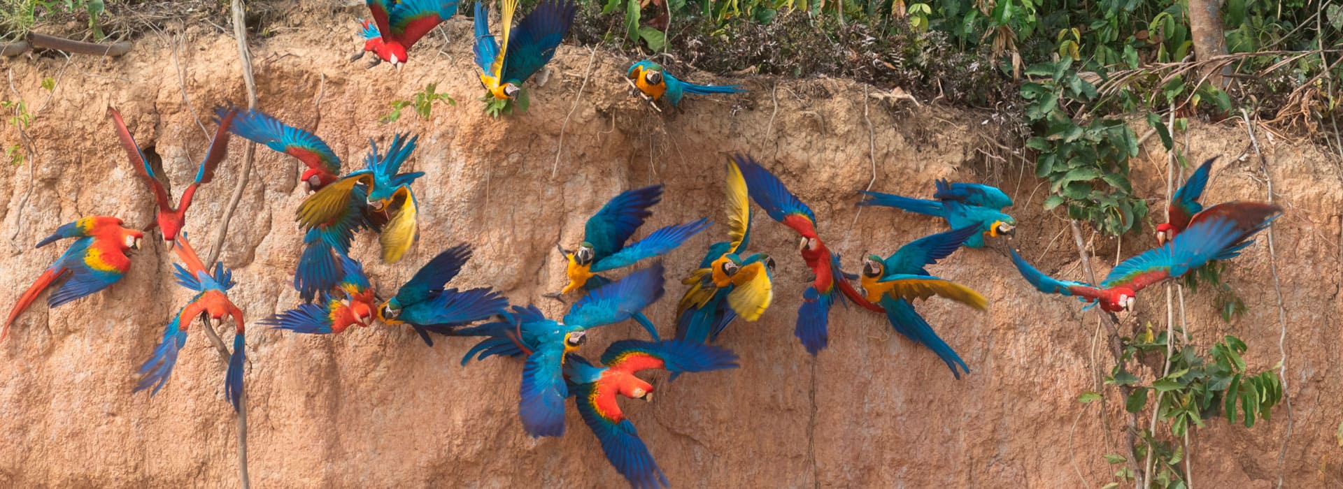 Tour Expedition  Macaw Clay Lick Full Day