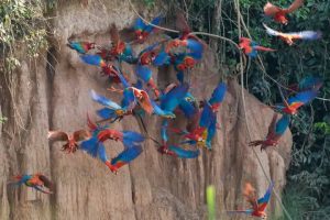 Trail Peru Macaw Clay Lick