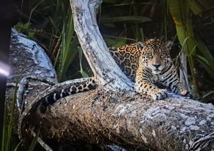 Wildlife Peru Collpa Chuncho 4 Dias