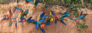 Tours in Tambopata Wildlife 2 dias