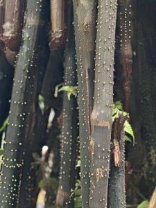Expedition Amazon
