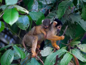 Wildlife Peru Collpa Chuncho 4 Dias