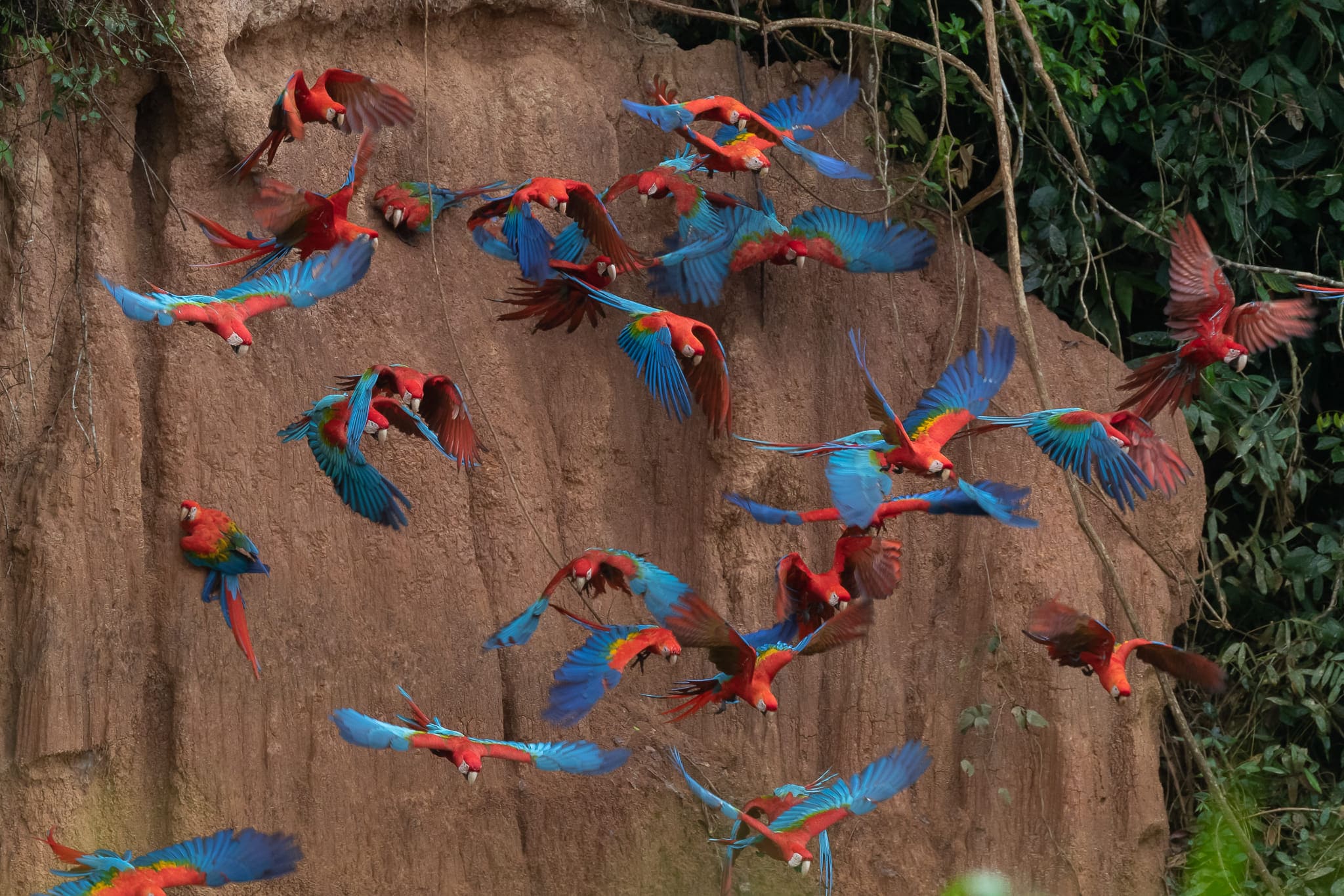 Wildlife Peru Collpa Chuncho 4 Dias