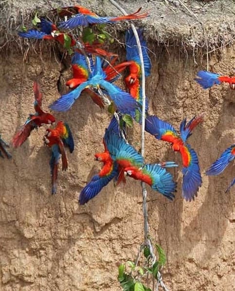 Tours in Tambopata Wildlife 2 dias