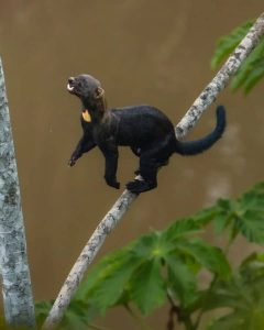 Reserva Tambopata Zona Amortiguamiento