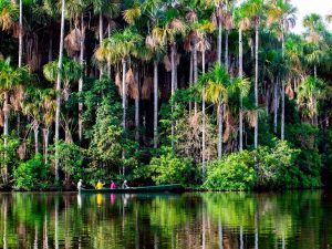 Rainforest Tours