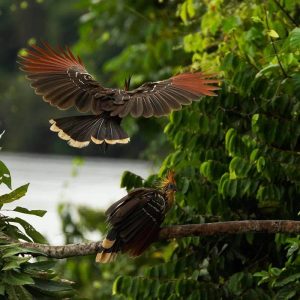 Rainforest Tours
