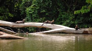 Tour en Amazonas Peru