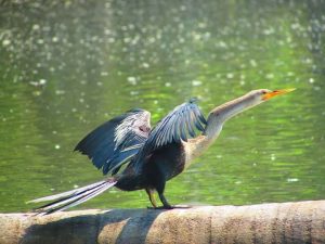 Luxury Amazon Rainforest Tours