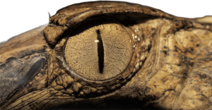 Explora la Selva Amazonica