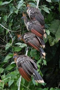 Explora la Selva Amazonica